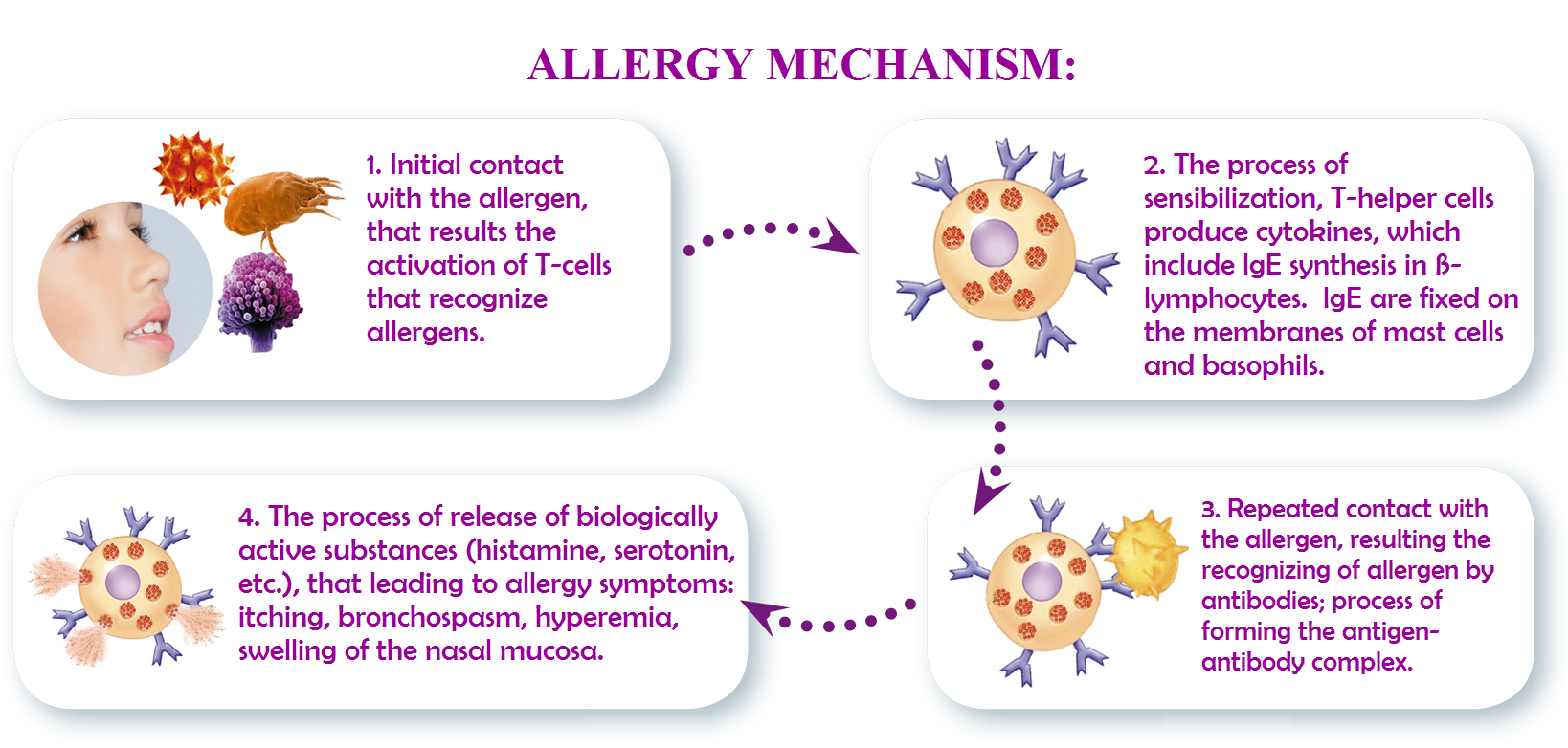 allergy Mechanism